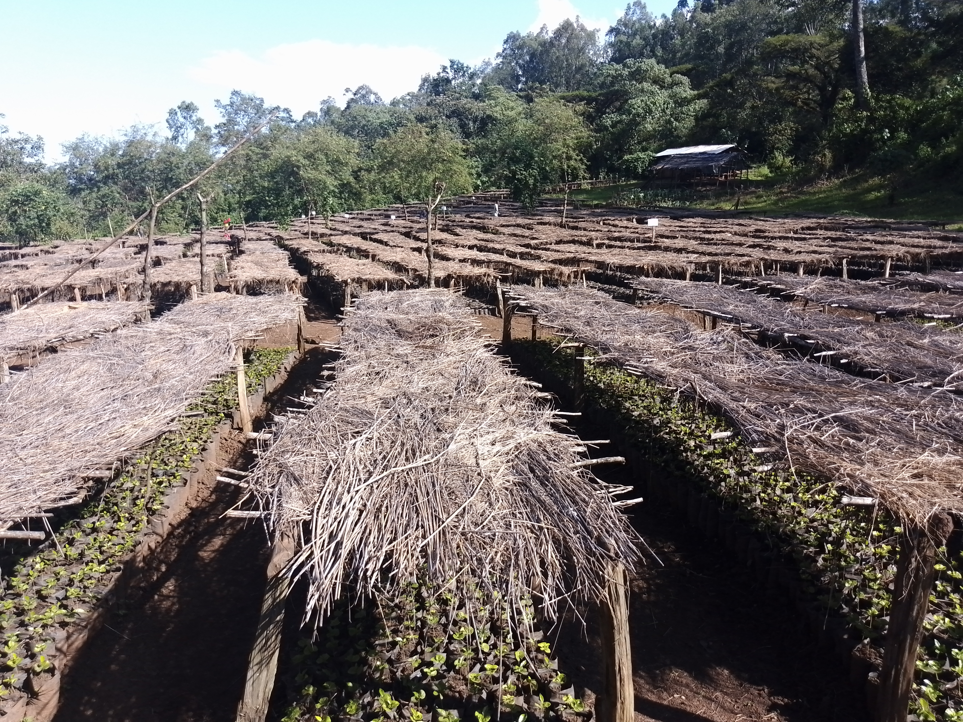 Biqilaa Bunaa (Eleventh Crop)