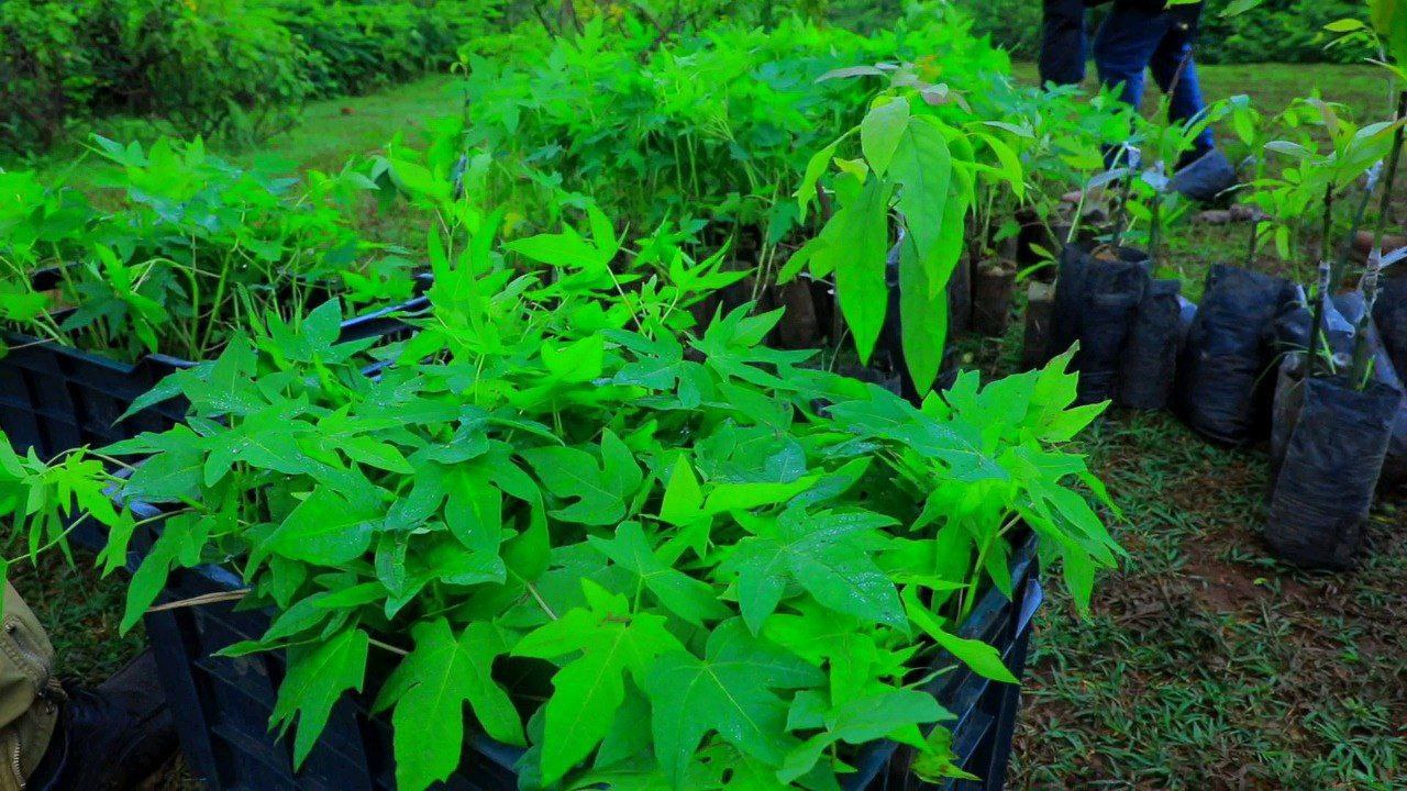 Biqilaa (Seventeenth Crop)