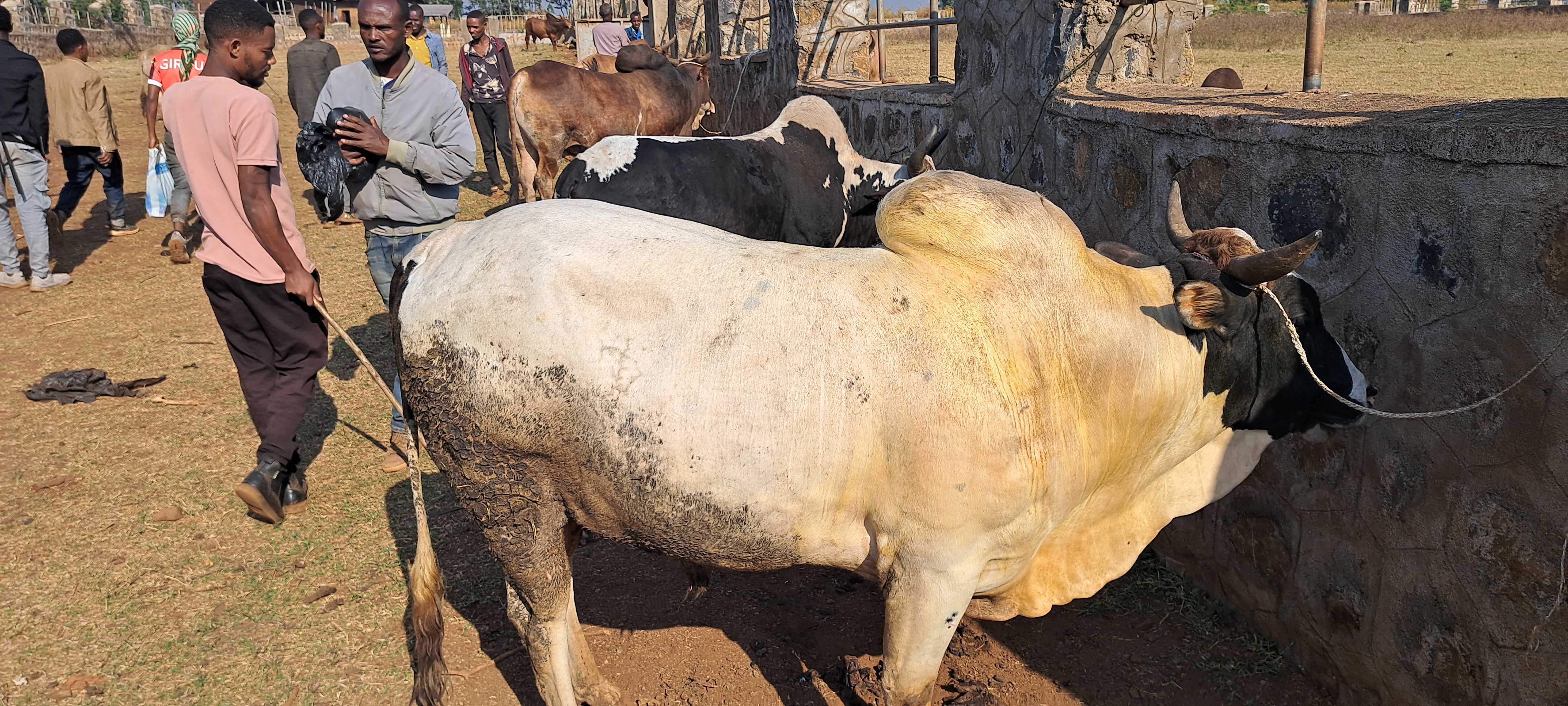 Furdisa Loonii (Fifteenth Crop)