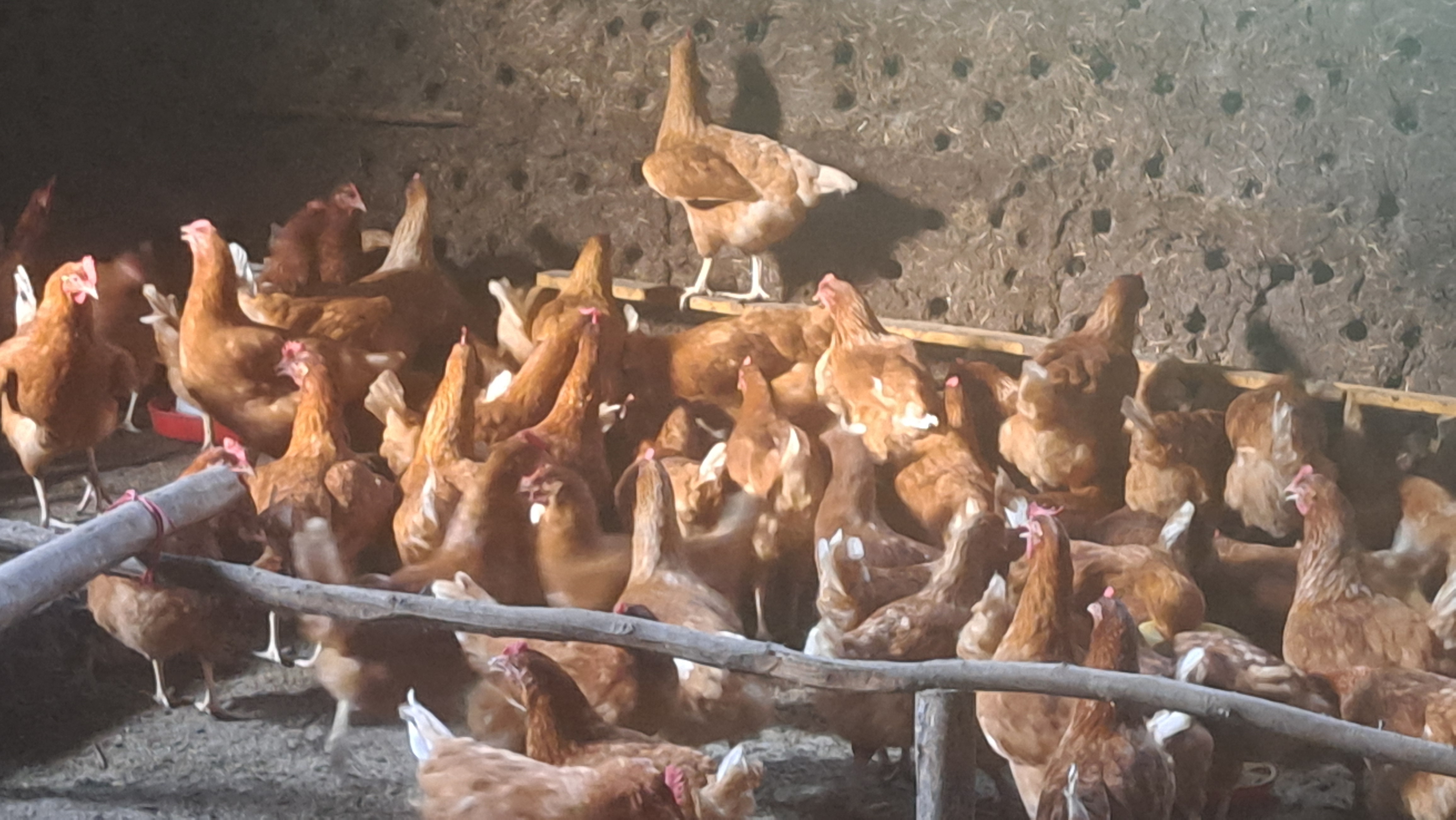 Horsiisa Lukkuu (Thirteenth Crop)