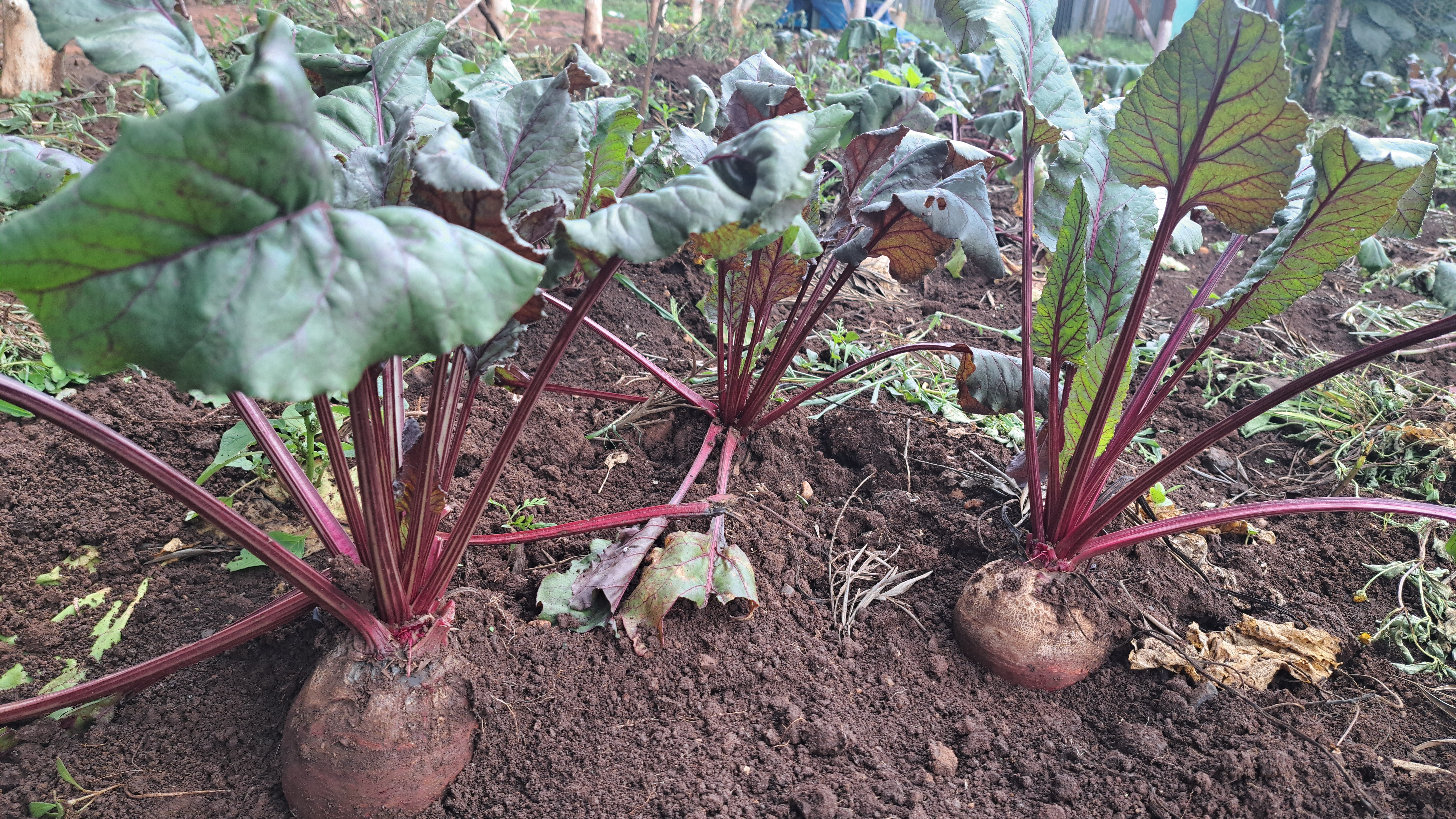 Hundee Diimaa (Fifth Crop)