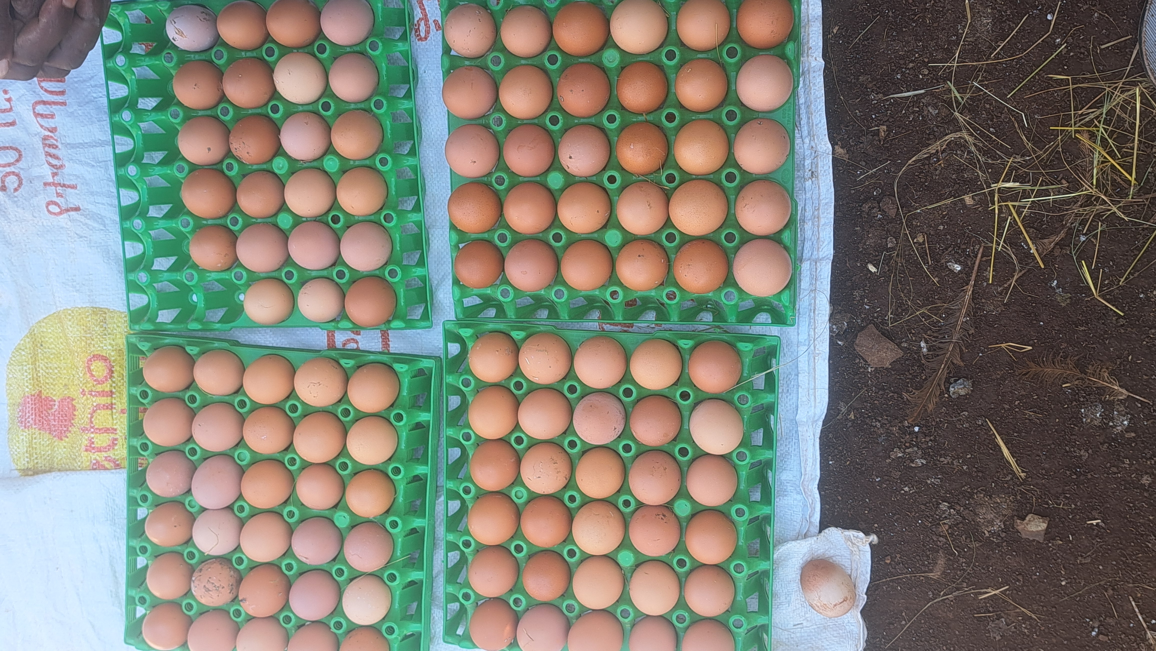 Killee (Fourteenth Crop)