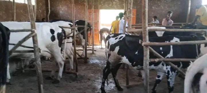 Loon Aannanii (Dairy Cow)