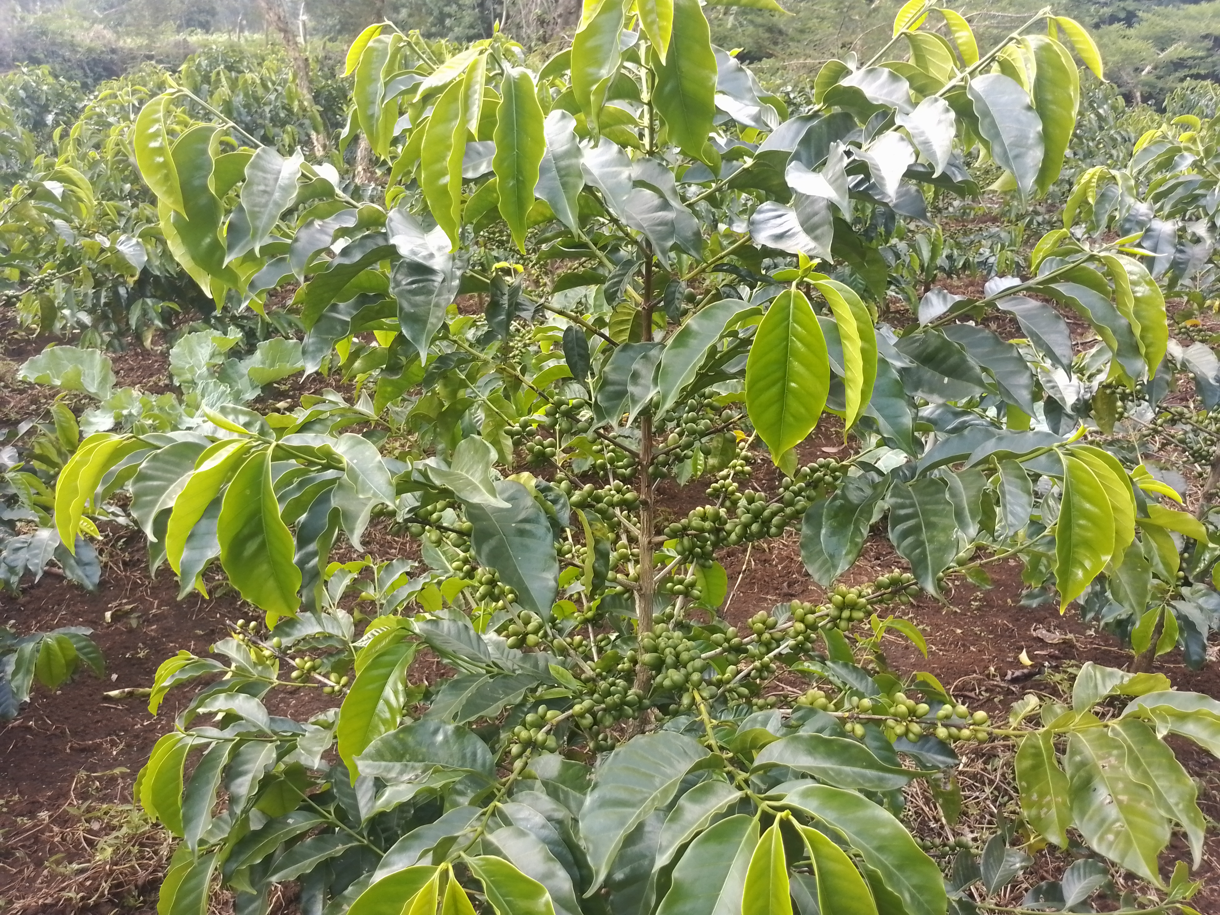 Misooma Bunaa (Twelfth Crop)