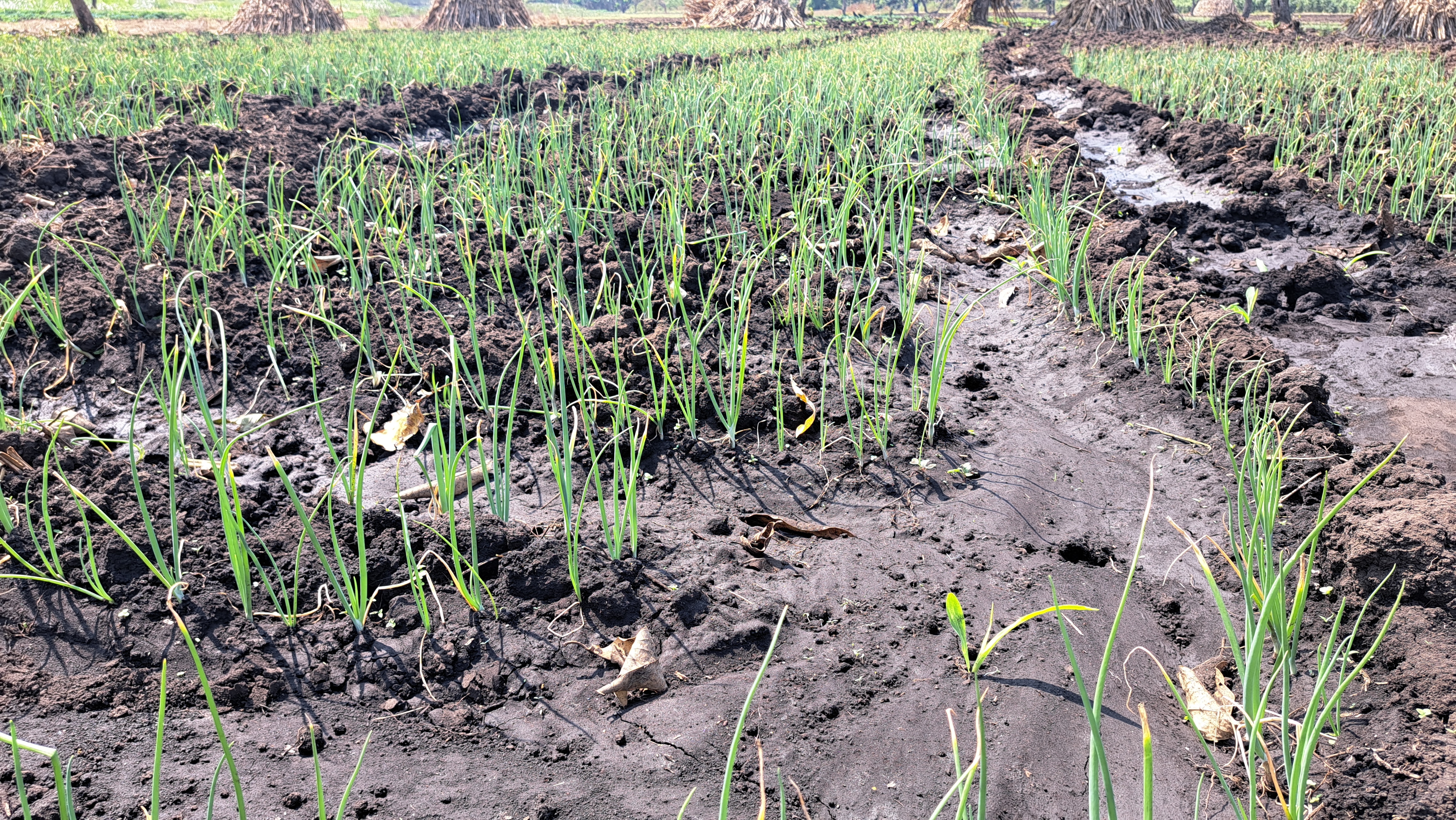 Qullubbii Diimaa (Seventh Crop)