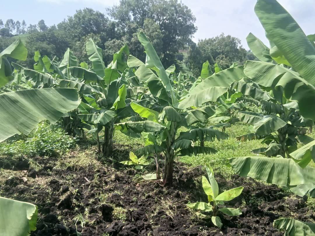 Muuzii (Banana)