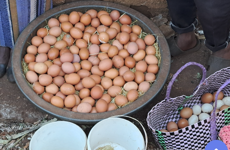 Omisha Killee (Egg Production)