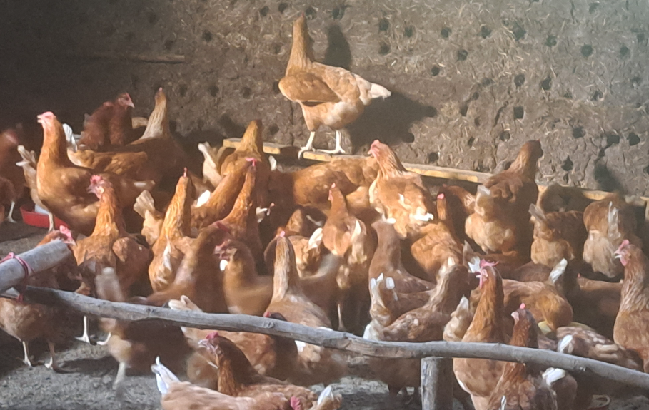 Horsiisa Lukkuu (Poultry Farming)