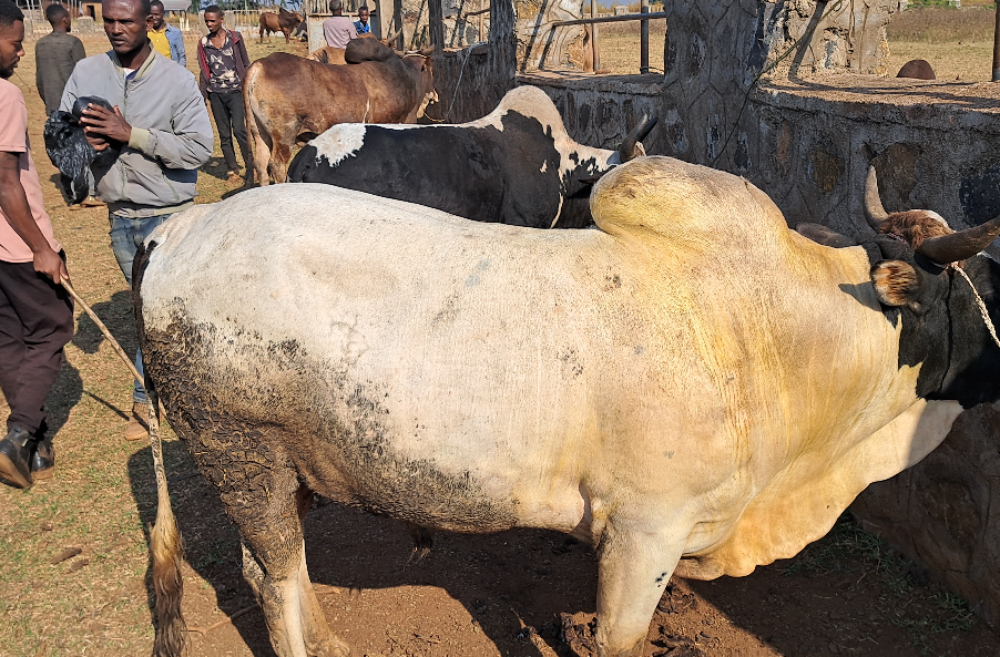 Furdisa Loonii (Cattle Fattening)