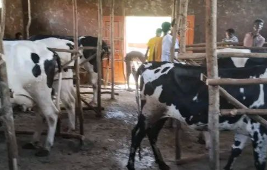 Loon Aannanii (Dairy Cow)
