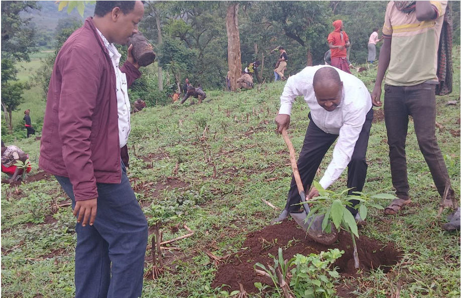 Ashaaraa Magariisa (Green Reforestation)