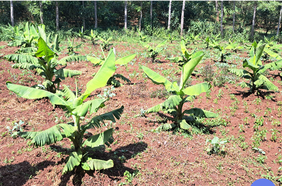 Muuzii (Banana Harvest)