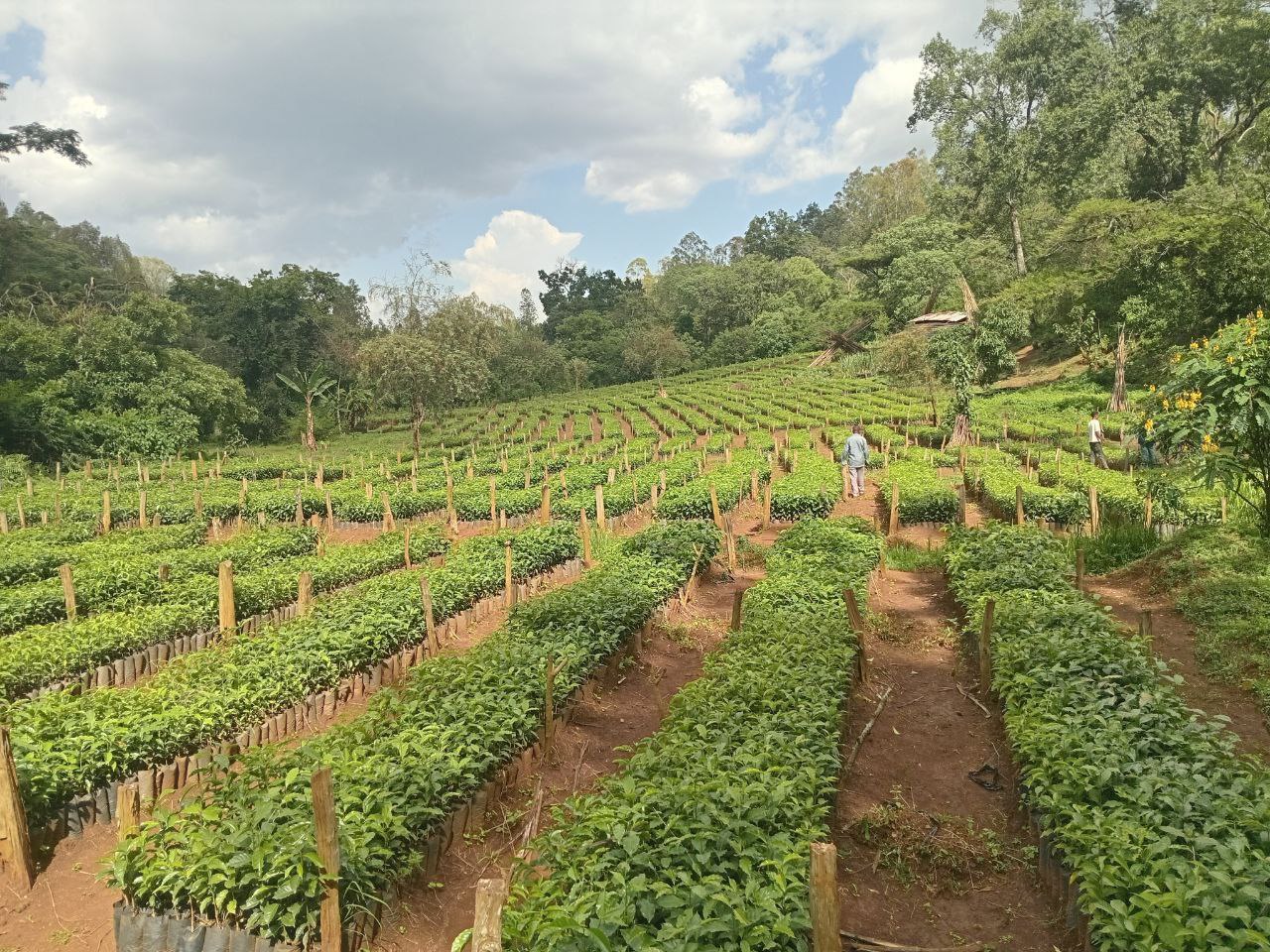 Buna (Coffee Field)